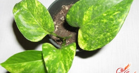 Уход за фикусом зимой: важные советы и рекомендации