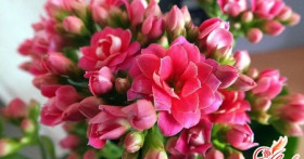 Каланхоэ Каландива – цветочный букет на подоконнике