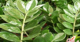 Замиокулькас – новомодный комнатный экзот