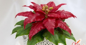 Пуансетия – уход в домашних условиях