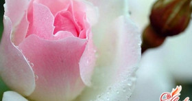 Болезни комнатных роз