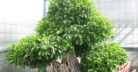 Особенности ухода и содержания фикуса