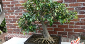 Как пересадить фикус легко и просто