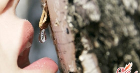 Березовый сок – польза для всего организма!