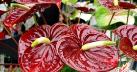 Экзотический антуриум: уход в домашних условиях