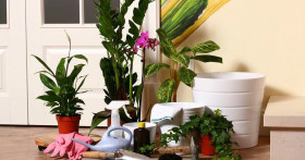 Пересадка комнатных растений по лунному календарю 2019 года