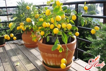 как вырастить лимон