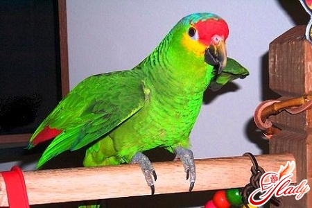 как научить разговаривать попугая