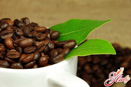 как вырастить кофейное дерево