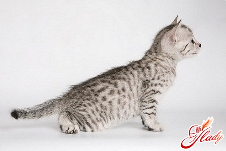 египетская мау порода кошек