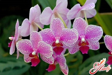 домашние орхидеи фаленопсис