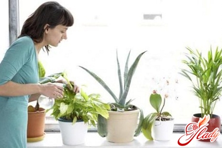 система полива комнатных растений