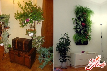 комнатные растения в интерьере квартиры