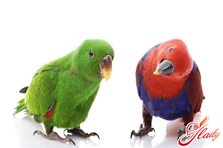 породы попугаев