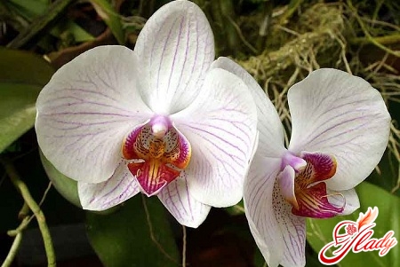 как полить орхидею фаленопсис
