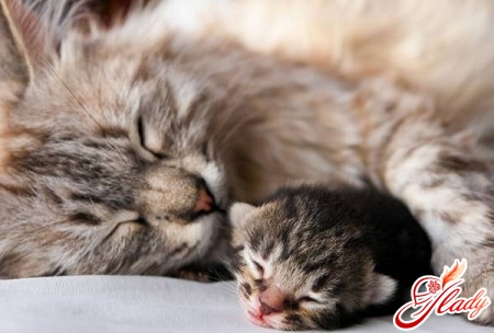 беременность и роды у кошек