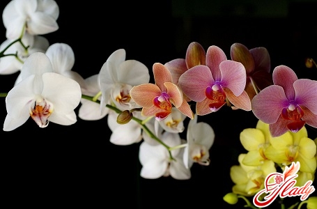 болезни орхидей и их лечение