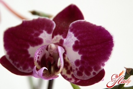 болезни орхидей