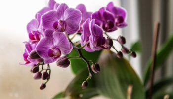 В какой грунт сажать орхидею
