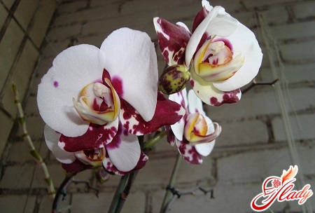 виды орхидей дендробиум