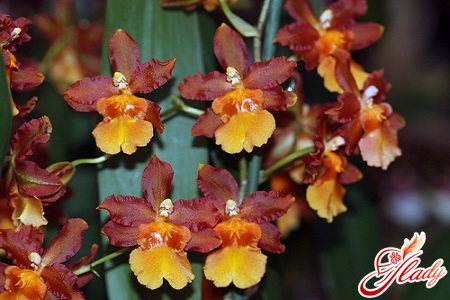 орхидея камбрия микс