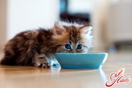 Чем и сколько раз в день кормить котенка?