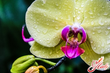 орхидея зимой