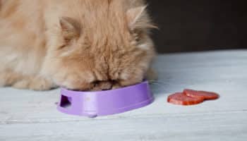 Как и чем правильно кормить кота