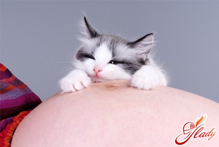 беременность и кошки