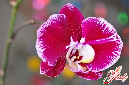 орхидея уход
