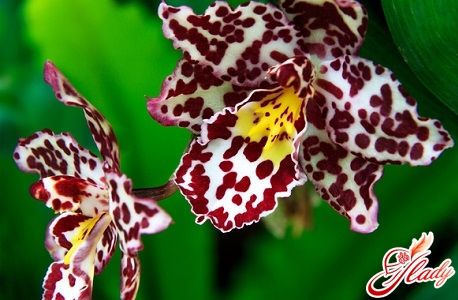 почему у орхидеи вянут цветы
