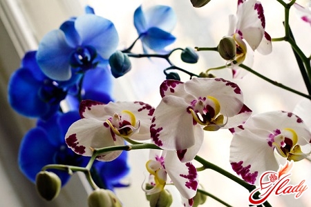 синяя орхидея фаленопсис