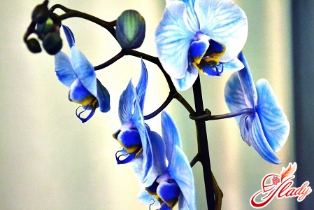 синяя орхидея