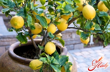 уход за лимоном в домашних условиях