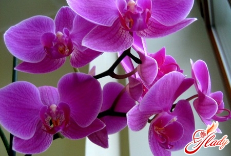 как выращивать орхидеи дома