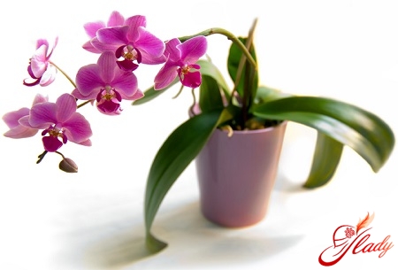 выращивание орхидей в домашних условиях