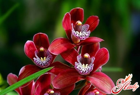 комнатные орхидеи уход