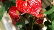 Выращивание антуриума и уход за ним в домашних условиях