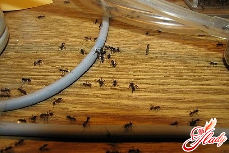 муравьи в квартире как избавиться