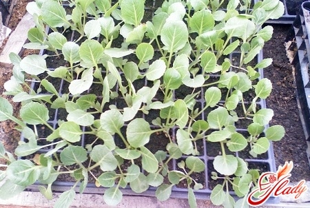 выращивание рассады цветной капусты