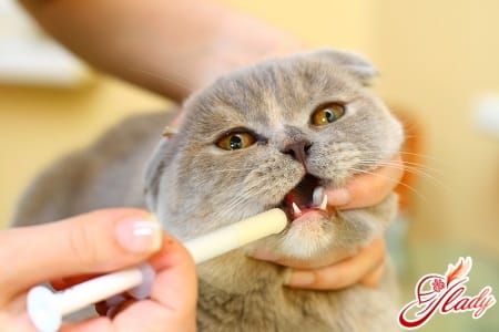 лечение астмы у кошки