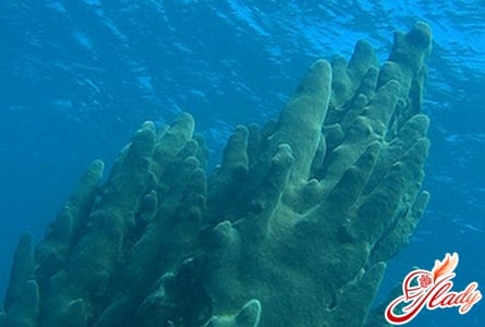 Коралловая колонна "Нотр-Дам"