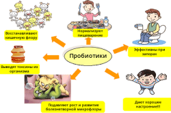 Функции пробиотиков
