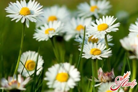 Ромашка для осветления волос