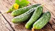 Почему желтеют зародыши огурцов в теплице? И что нужно делать?