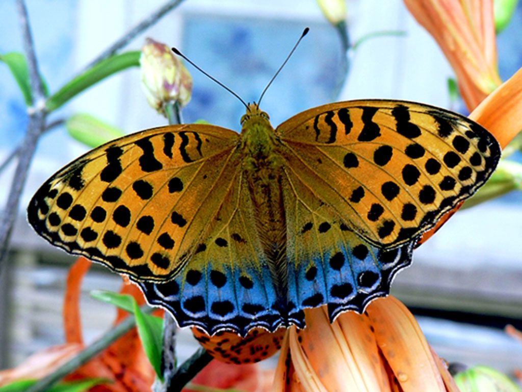 Разведение бабочек: интересное и доходное хобби